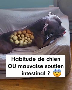 Si votre chien se gratte, se lèche les pattes ou secoue la tête et que vous ne comprenez pas pourquoi… vous regardez peut-être au mauvais endroit. Il a probablement besoin d’aide urgente pour son intestin ! 👀 En savoir plus ci-dessous ! | PetLab Co.