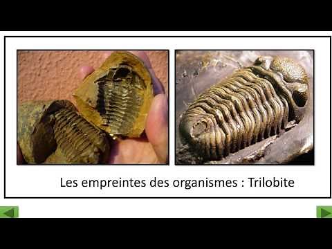 Les fossiles et les étapes de la fossilisation