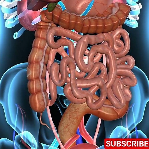 Exploring the Large Bowel: A 3D Journey Through Human Anatomy