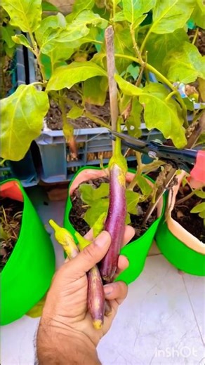 Plucked fresh vegetables grown on the terrace 🍆 ✅#harvest #vegetableharvest #youtubeshorts