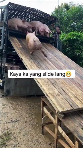 Pig Farmer Safely Loading Pigs into a Truck | Educational Purpose Only