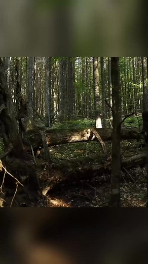 Overnight bushcraft camp alone - P1 #bushcraft #build #camp #camping #survival #shelter | Bushcraft & Outdoor Life