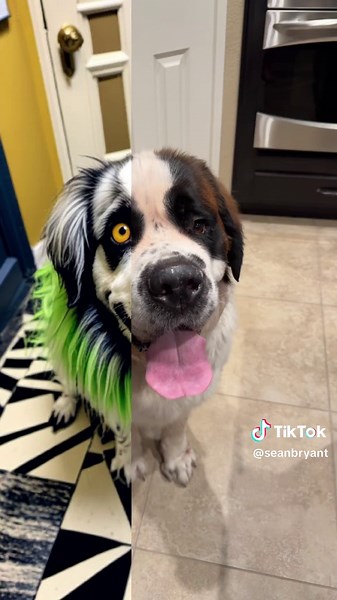 Trying out the beetlejuice filter on argo. #beetlejuice #dogsoftiktok #saintbernard