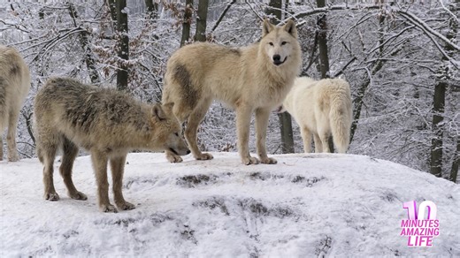 A quiet moment among Arctic wolves