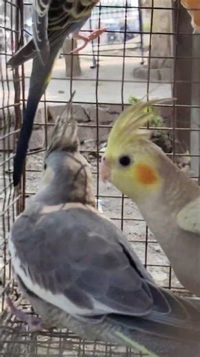 cocktail Bird #cockatiel #cockatielbird #birds