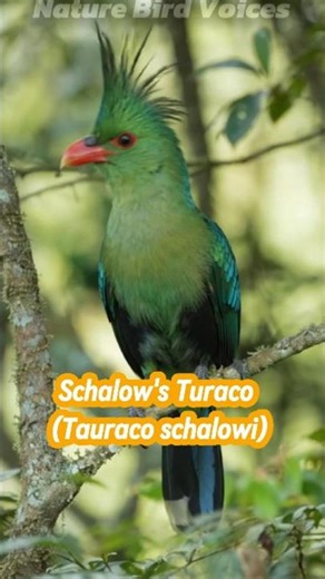 Schalow's Turaco | Tauraco schalowi #birds #birdsong #birdsounds