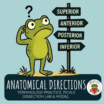 Anatomical Directions | Pickle Dissection | Biology 3-D Paper Model & Lesson