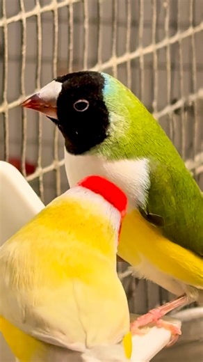Torben Dehlholm - Tropical Aviary Birds on Instagram: "Lady gouldian finches feeding on charcoal #birds #finches #birdlovers"
