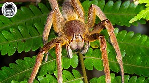 ¡Esta araña es una de las más venenosas del mundo! 🕷️🍌 La errante brasileña (araña bananera)