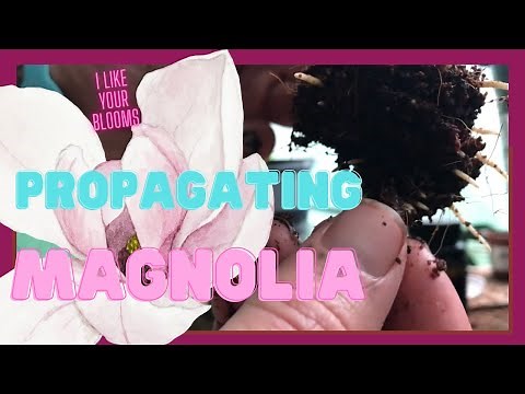 Magnolia | Propagating | How to