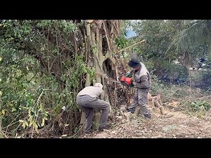 Cutting Down a Dangerous Overgrown Banyan Tree – Expert Tree Cutting Technique, Impressive!