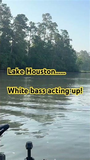 Lake Houston white bass
