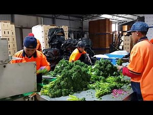 Connect Group seasonal workers packing broccolini in WA