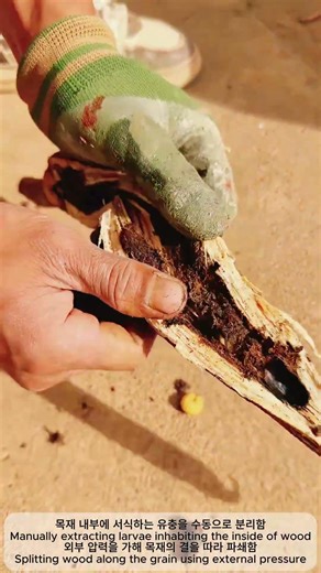 Manual Extraction of Wood Grubs 🐛 | 전통적인 목재 내부 해충 수동 채집 기술