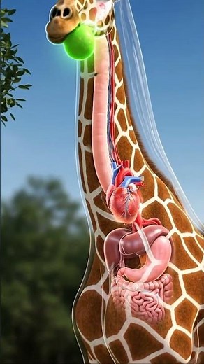 3D Animation of Giraffe Digestive System | How Giraffes Digest Food