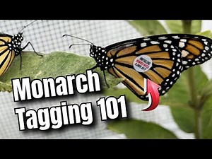 Monarch Tagging For BEGINNERS - How to Tag a Monarch Butterfly