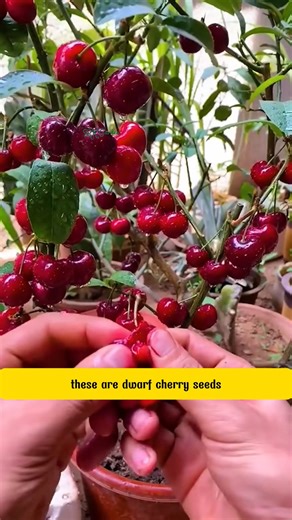 10K views · 148 reactions | Compact Cherry Plants for Any Space | SRK | Facebook