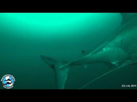 Too Close for Comfort - Great White Shark encounter