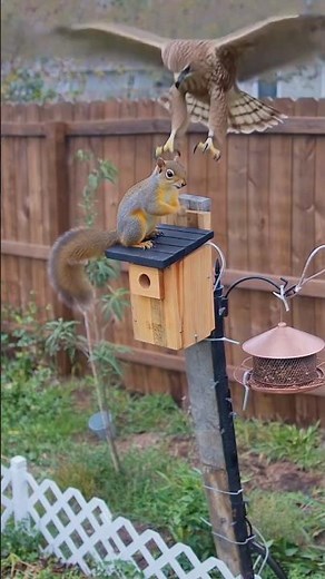 Dramatic Hawk Attacks Squirrel On Backyard Feeder! #wildlife #funny ‪@NatureStalker_‬
