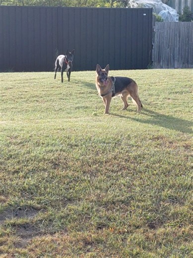 Jimmy and GS friends! #kelpie #germanshepherd
