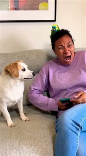 Parrot Throws Lizard at Sleeping Dog – What Happens Next Is Hilarious! 😂🐶🦜