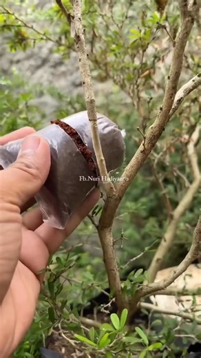 Nuri Gardener on Instagram: "Results of 33 days of air layering #plants #tree #plantsofinstagram"