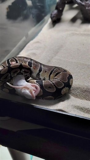 first frozen mouse feed #snakes #snakefeeding #snake #reptiles #snakeskin