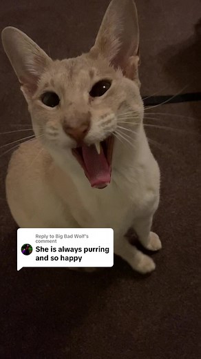 Adorable Siamese and Oriental Cats Compilation