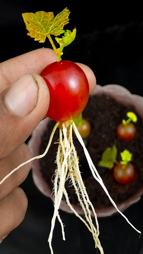 1.1M views · 9.8K reactions | Growing grape plants from grape fruits with use garlic#Gardening #viral #reels #reelsvideoシ #diy #Short #GardenDesign #graftingtree #fruittree #organic #diycrafts #jutecrafts #cuttings | Rana Craft | Facebook