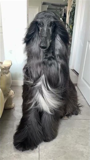 #阿富汗獵犬#夢中情犬