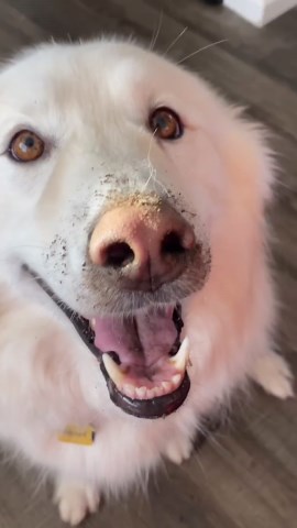 This video could save your dogs life! Blastomycosis in pets - what you need to know. #emzotic