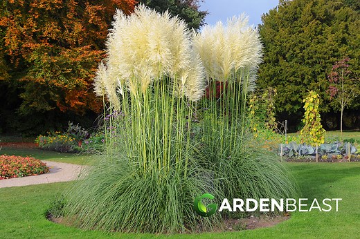 Pampas Grass Guide: How to Plant & Care for "Cortaderia Selloana"