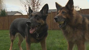 This is BC: Caring for retired police service dogs