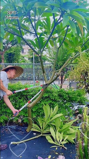 修剪雞蛋花越修越強壯，颱風來的時候比較不容易倒 種在地上的雞蛋花會長得非常快必須不斷地矮化#￼雞蛋花#園藝#花園
