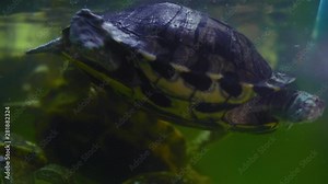 Freshwater Turtles Swim Underwater in a Freshwater Aquarium