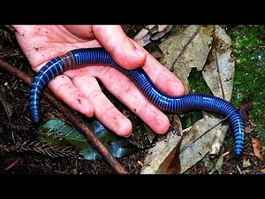 10 Most Beautiful Worms In The World