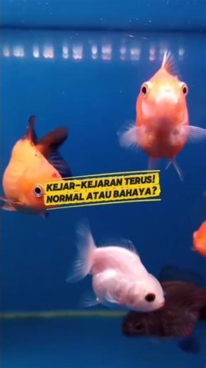IKAN KOKI KEJAR"AN!! KENAPA YA,, #koki #ikanhiaskoki #aquarium #goldfish #aquarium