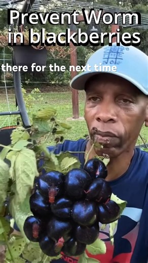 Worms in your Blackberries - Do This!