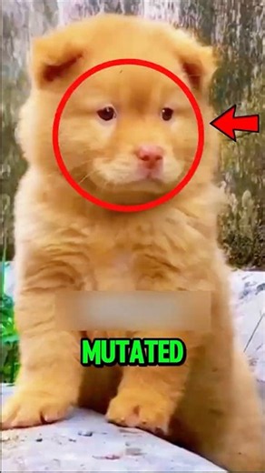 Top 5 Strangest Dog Breeds