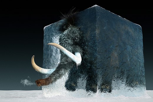 Scientists Are Reincarnating the Woolly Mammoth to Return in 4 Years