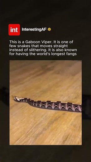 This Snake Slithers In STRAIGHT LINES! 🐍