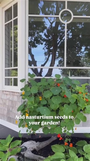 Nasturtiums: Charming Flowers for Your Cottage Garden