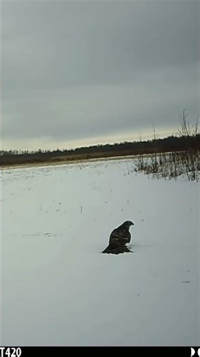 Hawk catches mouse in the snow!