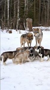 Majestic Wolves ​Playful Pups ​🐺 in the Winter ❄️🐾 Forest #nature #shorts #wildlife