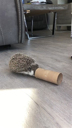Playful Hedgehog with Toilet Paper Roll