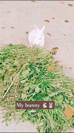 #my rabbit 🐇#eating grass#very satisfying #share 🐰🐇🌵🍀🪴🥰