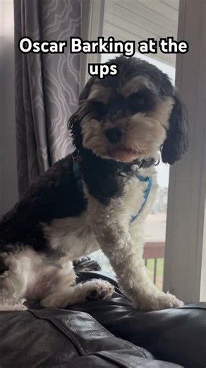 Oscar barking at the ups #puppy #cockapoo #dog #trending #ytshorts #viral #doglife #puppyvideos