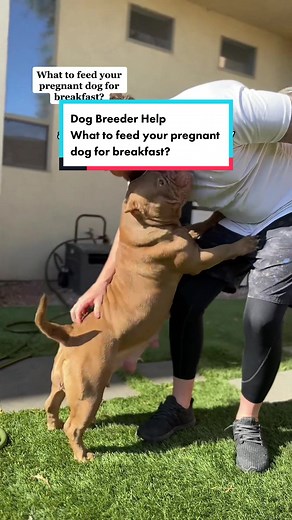 Follow us for more dog breeder tips! 😍 A well balanced diet is important before the breeding takes place, during and after! Do your research to see what will best suite your pregnant dog! By week 5-6 make sure you have a high calorie puppy food for mama and have increased her feeding by at least 25% 💪 This american bully is growing baby bullies and everyone needs nutrients for healthy development and delivery. #americanbully #americanbullies #pocketbully #dog #brewedup #fyp #dogbreeder #pocket