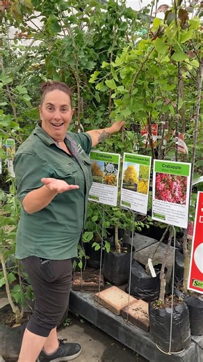 𝗧𝗿𝗮𝗰𝗲𝘆’𝘀 𝗳𝗼𝘂𝗻𝗱 𝘁𝗵𝗲 𝗯𝗲𝘀𝘁 𝗯𝗮𝗿𝗴𝗮𝗶𝗻𝘀! 🌳😂 Deciduous trees 33 to 80% off — but 𝗼𝗻𝗹𝘆 𝘁𝗶𝗹𝗹 𝟱𝗽𝗺 𝗠𝗼𝗻𝗱𝗮𝘆 (1 Dec '25)! #SpringvaleGardenCentreWhangas #BlackFridayNZ #GardenCentreNZ #NZGardening #TreeSale #DeciduousTrees #Whanganui #GardenDeals #PlantSale | Springvale Garden Centre