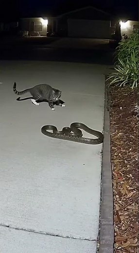 🐱 Brave Cat Rescues Animals – Caught on Camera!